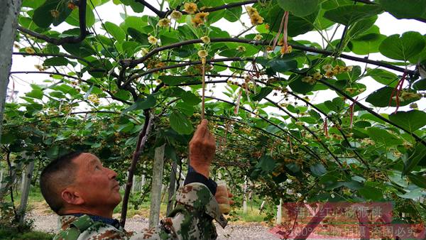贵州红心猕猴桃花粉按照标准化生产要求