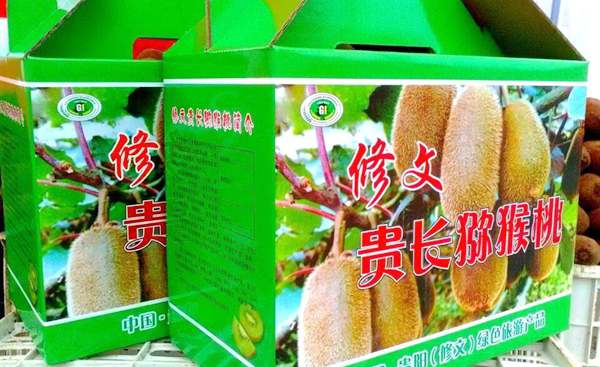 贵州贵长猕猴桃