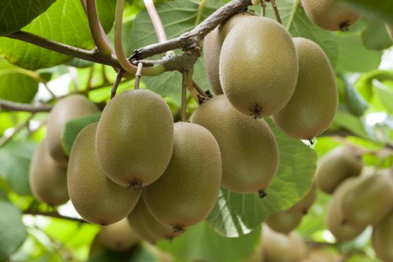 四川蒲江红心猕猴桃今年几月成熟上市