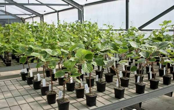 为什么新西兰的阳光金果比国产猕猴桃价格贵那么多