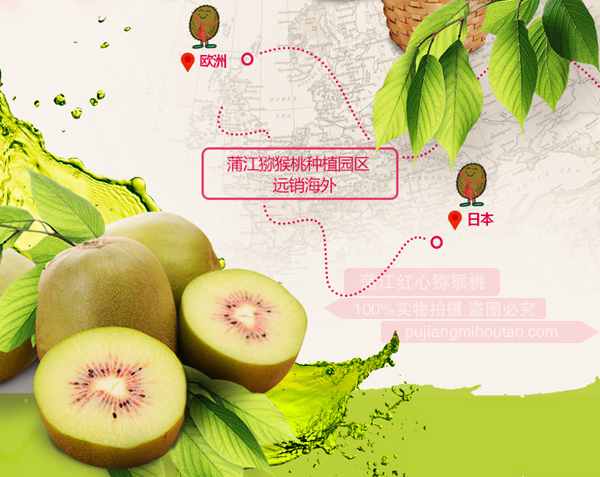 四川蒲江红心猕猴桃成熟时间和采摘时间