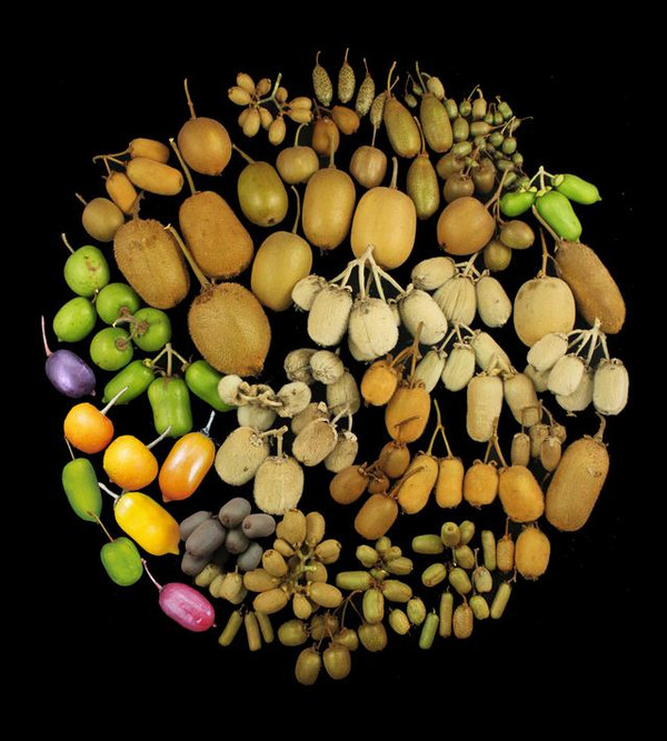 “阳光金果”大卖之后 佳沛诉高昊昱案后续