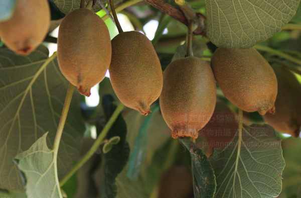 新西兰佳沛奇异果