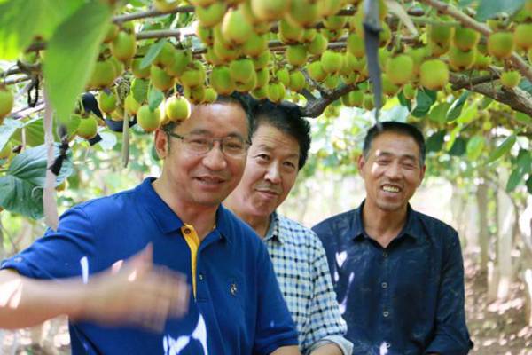 听专家给你介绍猕猴桃和奇异果的差别区别，消费者如何选择