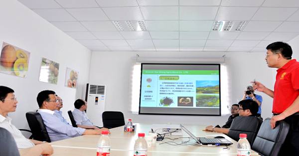 四倍体红心猕猴桃新品种 四川李明章育出了世界上第一个抗溃疡病的四倍体红心猕猴桃新品种