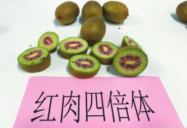四倍体红心猕猴桃新品种 四川李明章育出了世界上第一个抗溃疡病的四倍体红心猕猴桃新品种