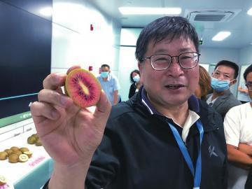 四倍体红心猕猴桃新品种 四川李明章育出了世界上第一个抗溃疡病的四倍体红心猕猴桃新品种