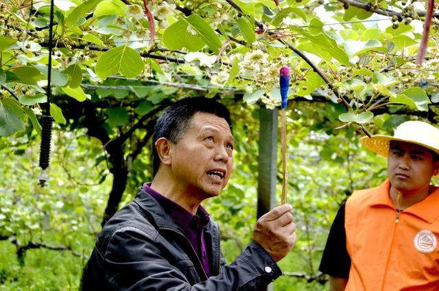 湖北武汉新洲猕猴桃基地产黄心猕猴桃五百万斤