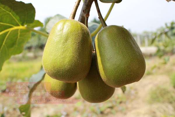 大力发展优势品种“金桃”的种植