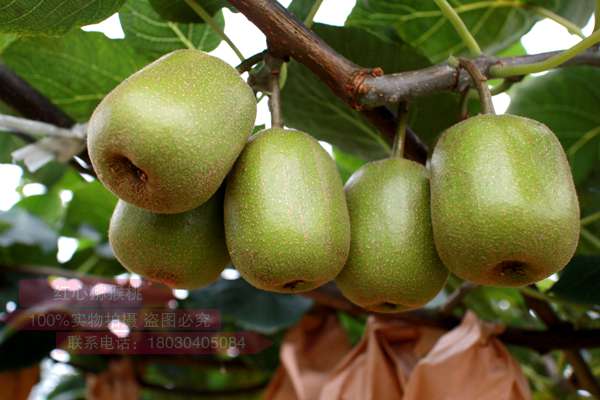 天人果汁宣布投资猕猴桃产业