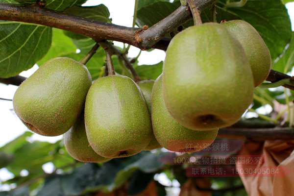 奉新县打造全国猕猴桃生产大县
