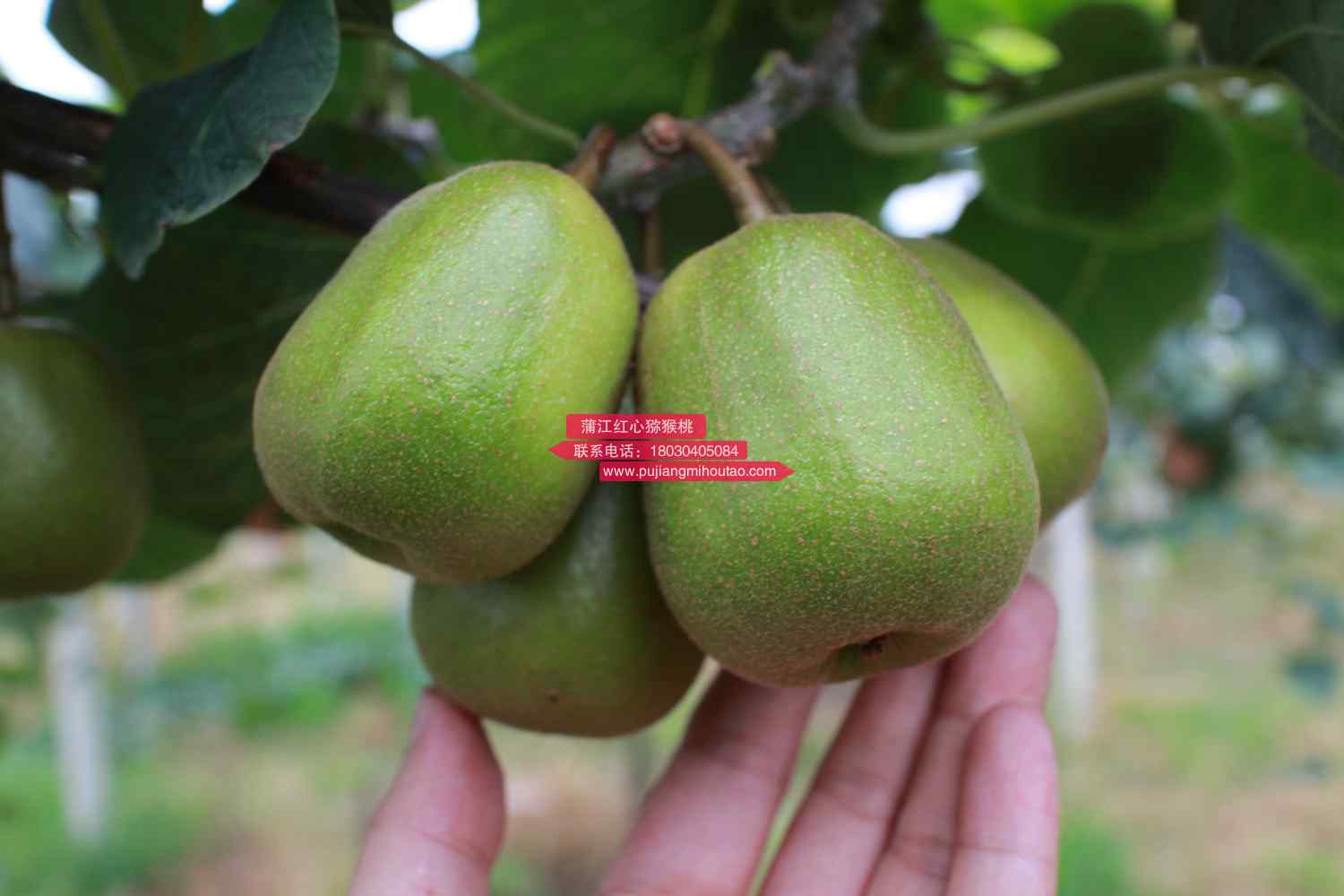 超级水果——起源自我国的猕猴桃