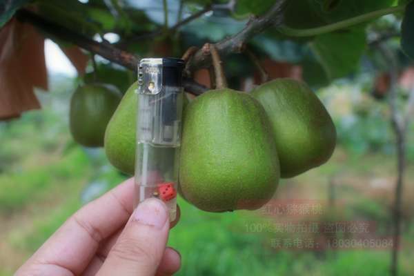 “蒲江猕猴桃”品牌高端和高端市场