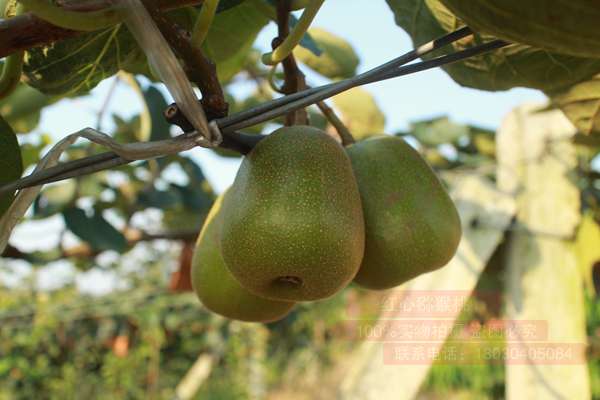 将猕猴桃与能产生乙烯的水果混放可提早软熟