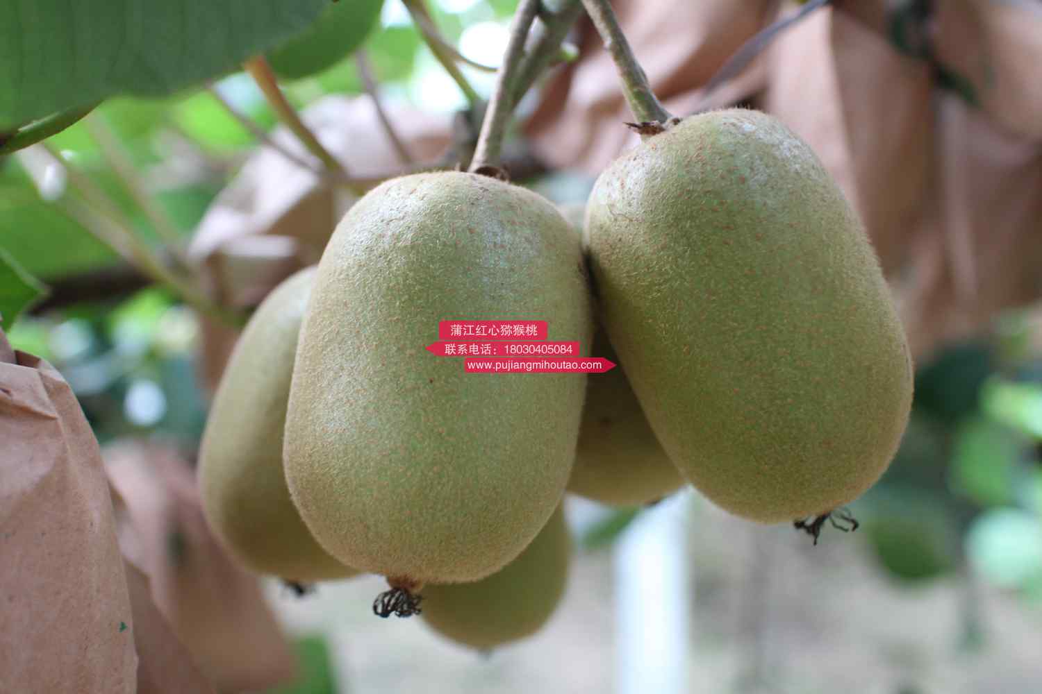新西兰政府高度重视猕猴桃产业的开发