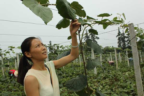 Kiwi sapling Generations of building kiwifruit orchards 几代人建立猕猴桃果园