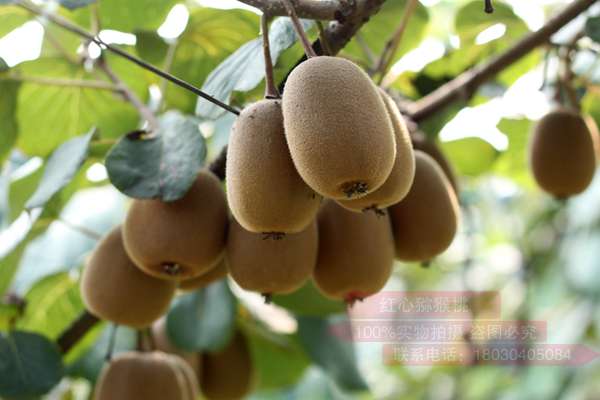 新西兰猕猴桃种植业曾濒临破产，如今爆赚180亿！没人要的“土特产”，凭啥高攀不起？