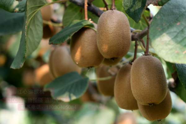 金艳猕猴桃 韩国济州道济州市农协组合长高凤柱一行来到陕西天丰农业科技发展有限公司