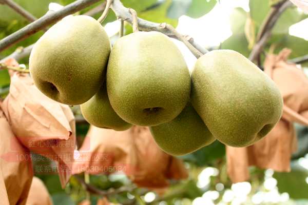 近期由四川蒲江红心猕猴桃价格爆涨引发全国各猕猴桃产地出现了抢购现象（2018.9.28）