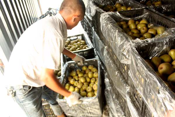 投资种植红心猕猴桃每亩成本大概是多少?收益效益如何？能不能赚钱？