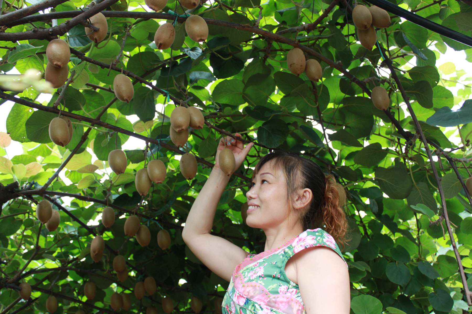 第二届猕猴桃采摘节将于8月30日在山东博山开幕