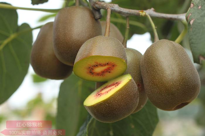 “贵州猕猴桃种质资源挖掘及系统育种创新研究”项目启动会在省农科院召开