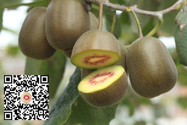 最好吃最甜的猕猴桃品种介绍已广泛栽培