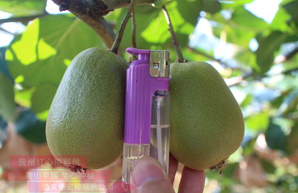 贵州遵义播州三岔镇红心猕猴桃种植规模有多少亩