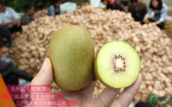 重庆郊区铜梁开展红心猕猴桃采摘活动