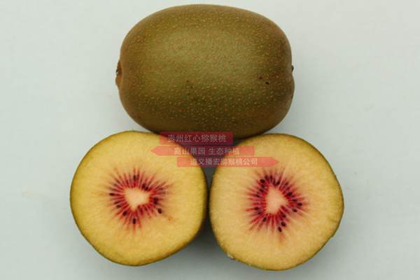 贵州被称为世界上最适合猕猴桃种植的地区之一