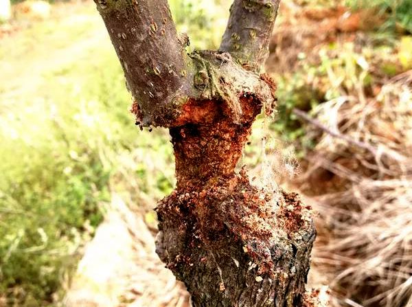 害虫木蠹蛾是猕猴桃主要蛀干害虫，影响甚大，该采用什么方法防治
