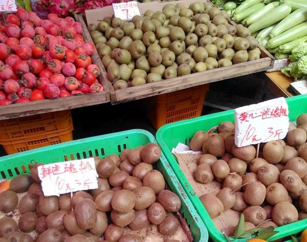 早采猕猴桃 猕猴桃8月成熟,7月底就有卖的,早采频繁,这是谁的错?