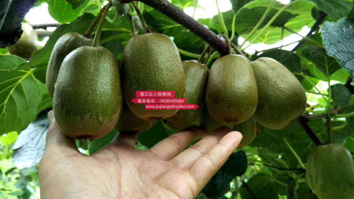 redkiwifruit Generations of building kiwifruit orchards 几代人建立猕猴桃果园