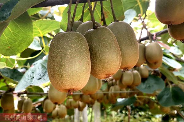 引进了最甜的猕猴桃品种在基地种植
