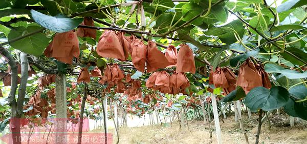 东红猕猴桃多少钱一斤批发价格