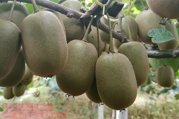 贵州六盘水六枝特区有机红心猕猴桃进入成熟采摘期