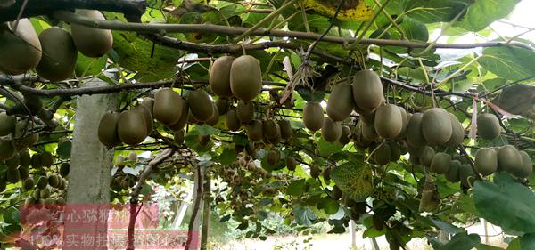 东红猕猴桃多少钱一斤批发价格