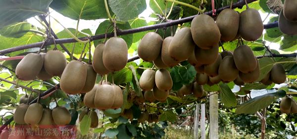 引进了最甜的猕猴桃品种在基地种植