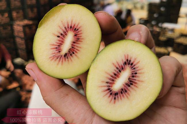 东红猕猴桃 四川省雅安市名山区改良种植新品种的中华系猕猴桃品种