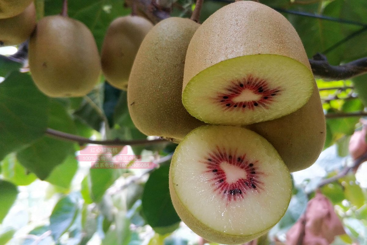 东红猕猴桃 四川蒲江小伙古兴祥的红心猕猴桃迎来上市旺季