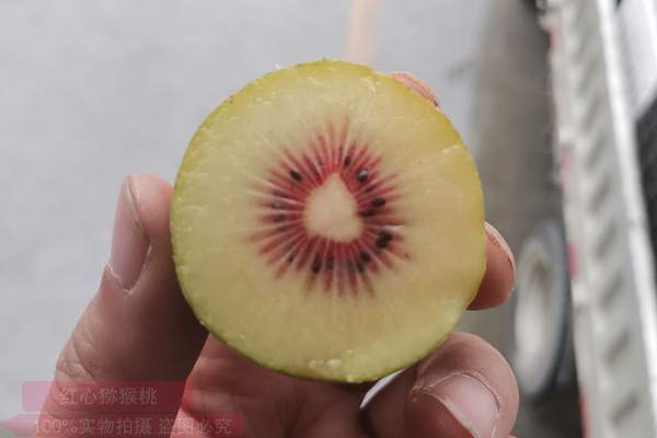 完全不输新西兰进口品种的超级猕猴桃品种在贵州遵义试种成功 比红阳猕猴桃 金红猕猴桃的甜一些 无关炎农三号猕猴桃