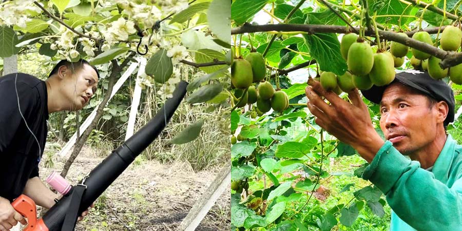 四川苍溪：科技赋能猕猴桃花粉育种　提升猕猴桃产业质效