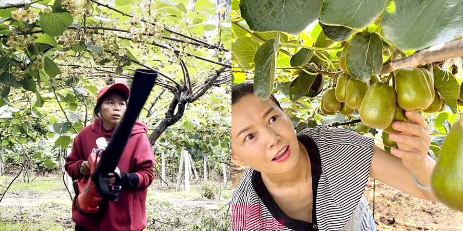 四川省雅安市猕猴桃主要种植县为猕猴桃人工授粉