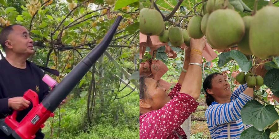 贵州贵阳中康农业猕猴桃基地为猕猴桃开展人工授粉
