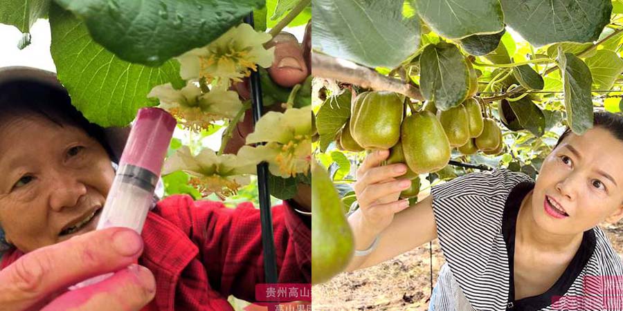 Early pollination methods for kiwifruit 不同浓度花粉悬浊液对‘金红’猕猴桃果实生长及品质的影响 水粉湿式