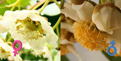 翠香猕猴桃花粉直感效应试验简报