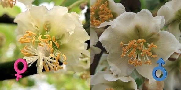 大疆 T10 农业无人飞机猕猴桃授粉案例:7 小时 200 亩,远超人工