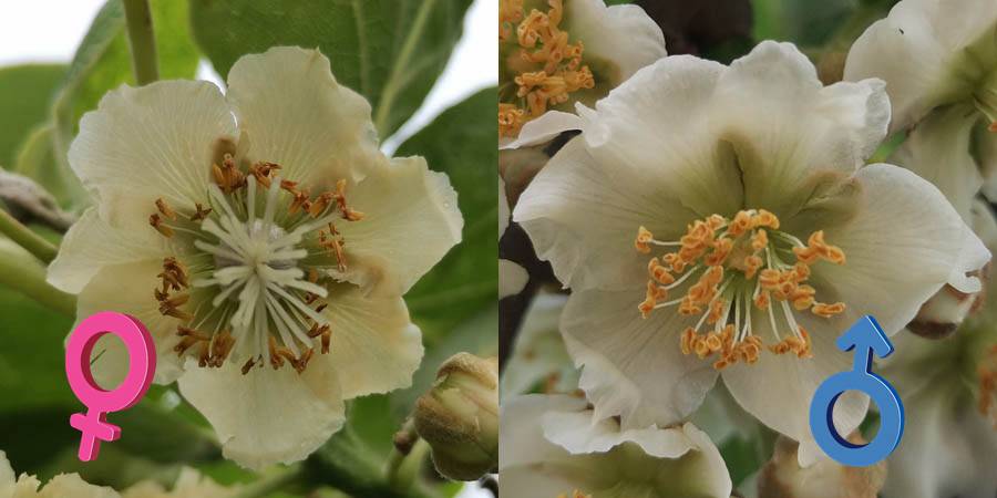 不同温度 猕猴桃花粉贮藏方法比较