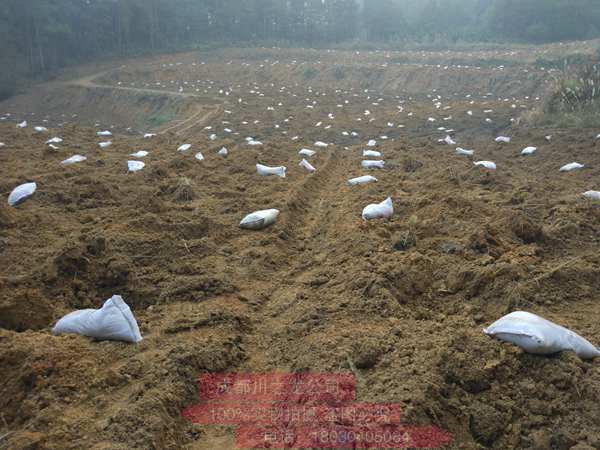 四川蒲江红心猕猴桃今年几月成熟上市