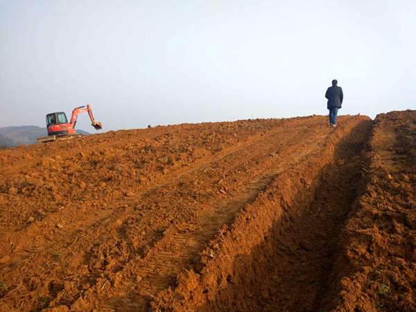 四川蒲江红心猕猴桃今年几月成熟上市